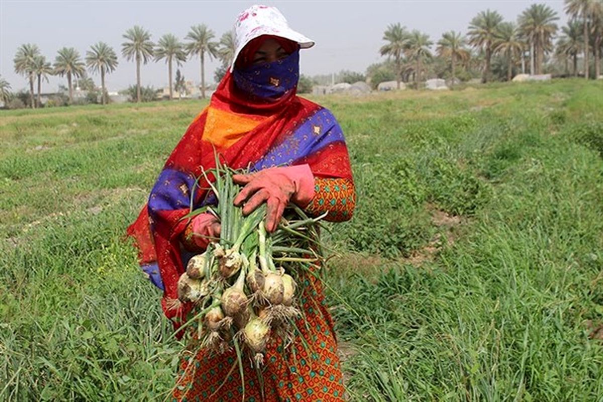 برداشت پیاز