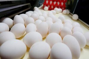 کمبودی برای تخم مرغ نداریم