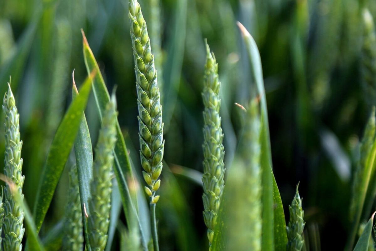 جهاد کشاورزی استان مرکزی