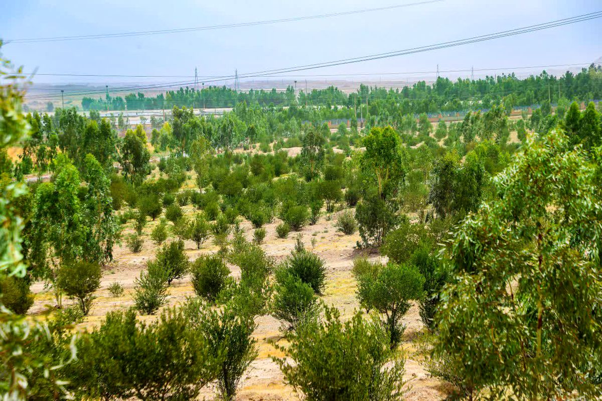 بوستان جنگلی رضوان قم