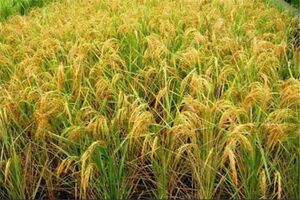 رونمایی دو رقم جدید برنج طاهر و قدس در گیلان