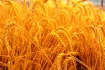 محصولات زراعی استان قم 6.4 درصد رشد داشته است