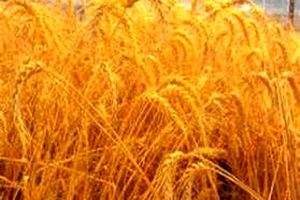 محصولات زراعی استان قم 6.4 درصد رشد داشته است