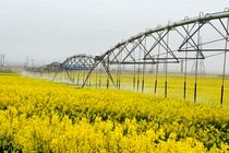 خرید ۴ هزار تُن کلزا به صورت تضمینی از کشاورزان خراسان رضوی