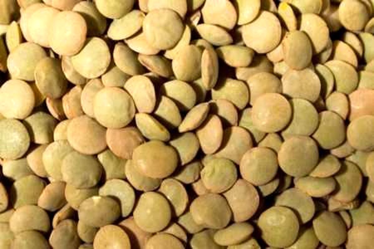 اصفهان- عدس قاچاق