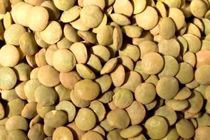 کشف 121 تن  عدس خارجی قاچاق در اصفهان 