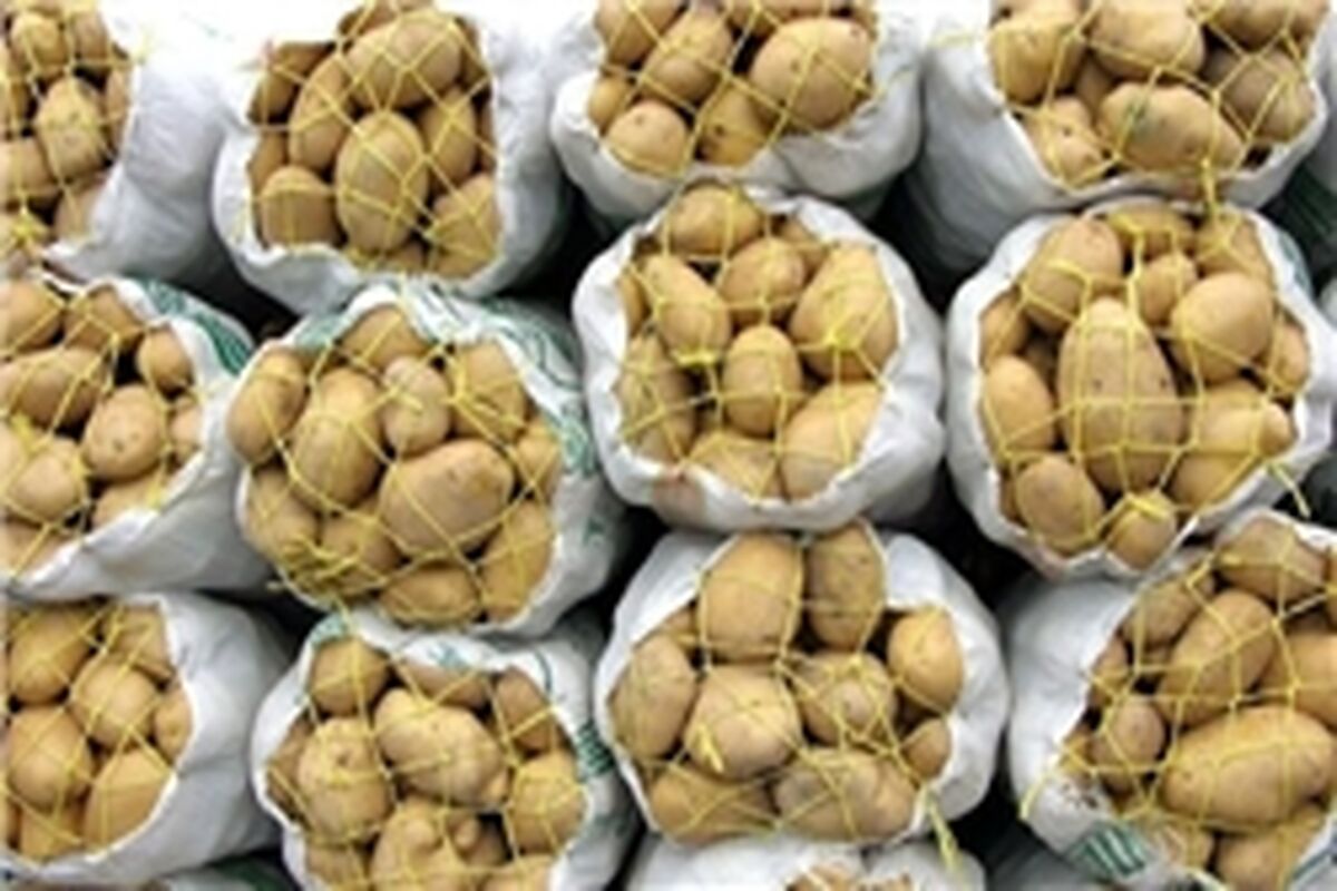صادرات سیب زمینی