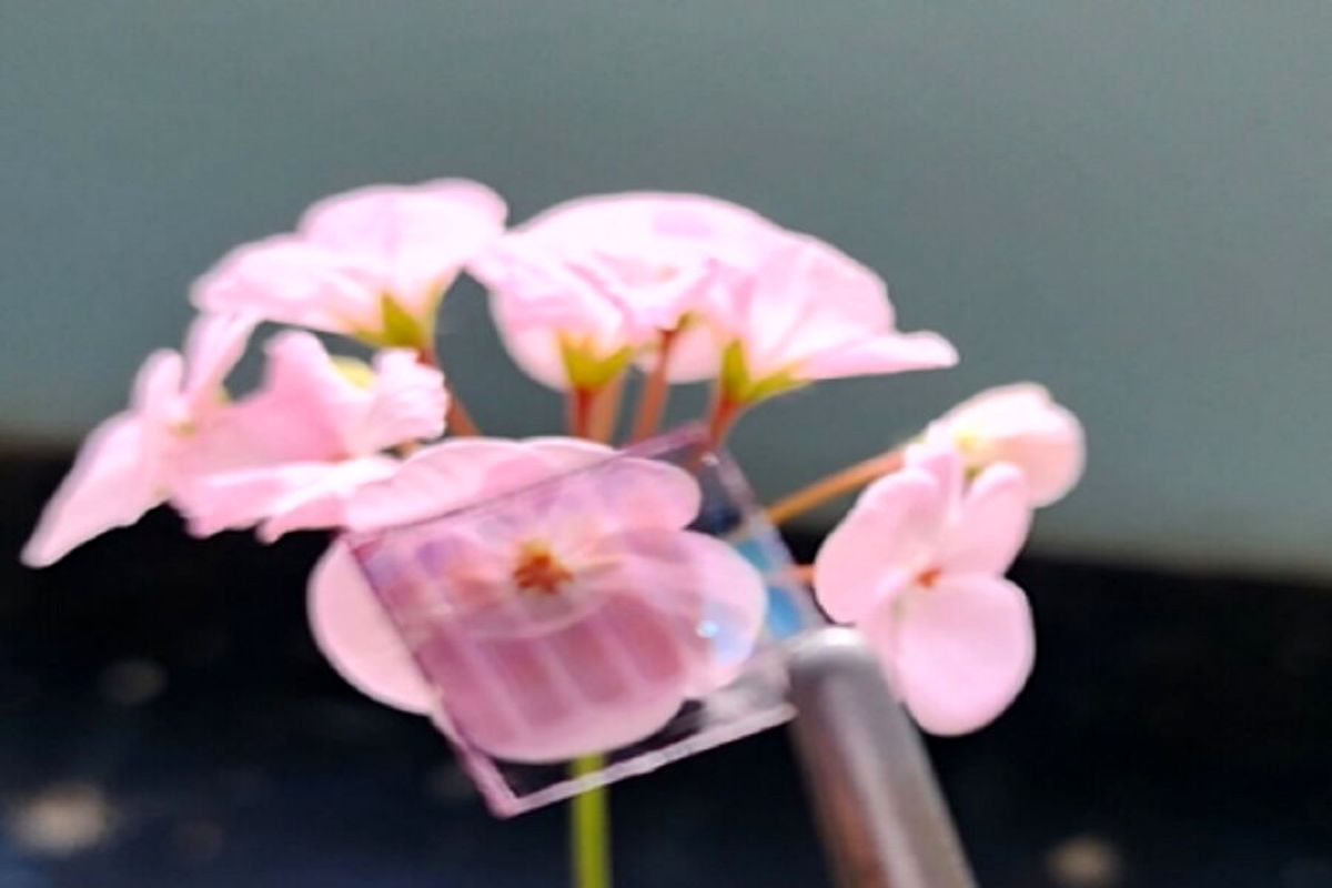 دانشگاه تبریز 