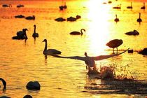 چرا پرندگان مهاجر تالاب سرخرود را انتخاب می کنند؟