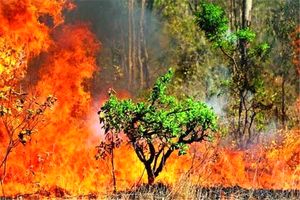 جنگل‌ها و مراتع شهرستان دوره چگنی طعمه حریق شد