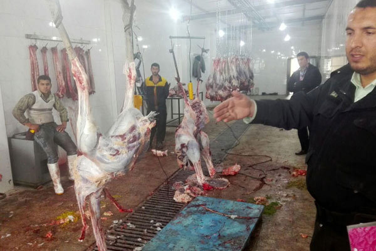 اصفهان- کشتار غیر مجاز شترمرغ