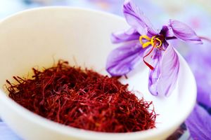 ۹۰۹ هکتار کشت زعفران یزد در سال گذشته