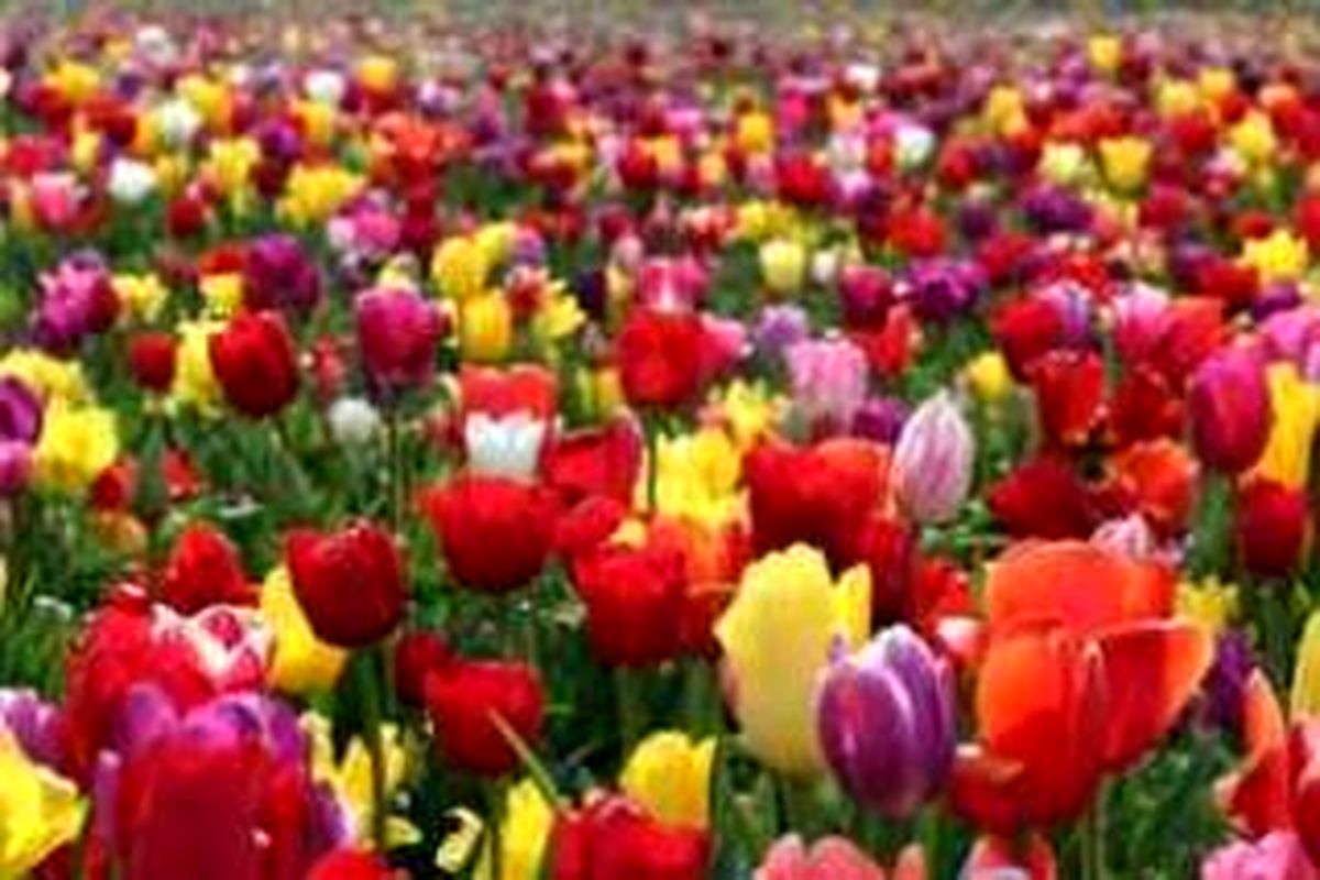 فضای سبز