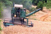 آتش چای گریبان دیمزارهای شهیون را گرفت 