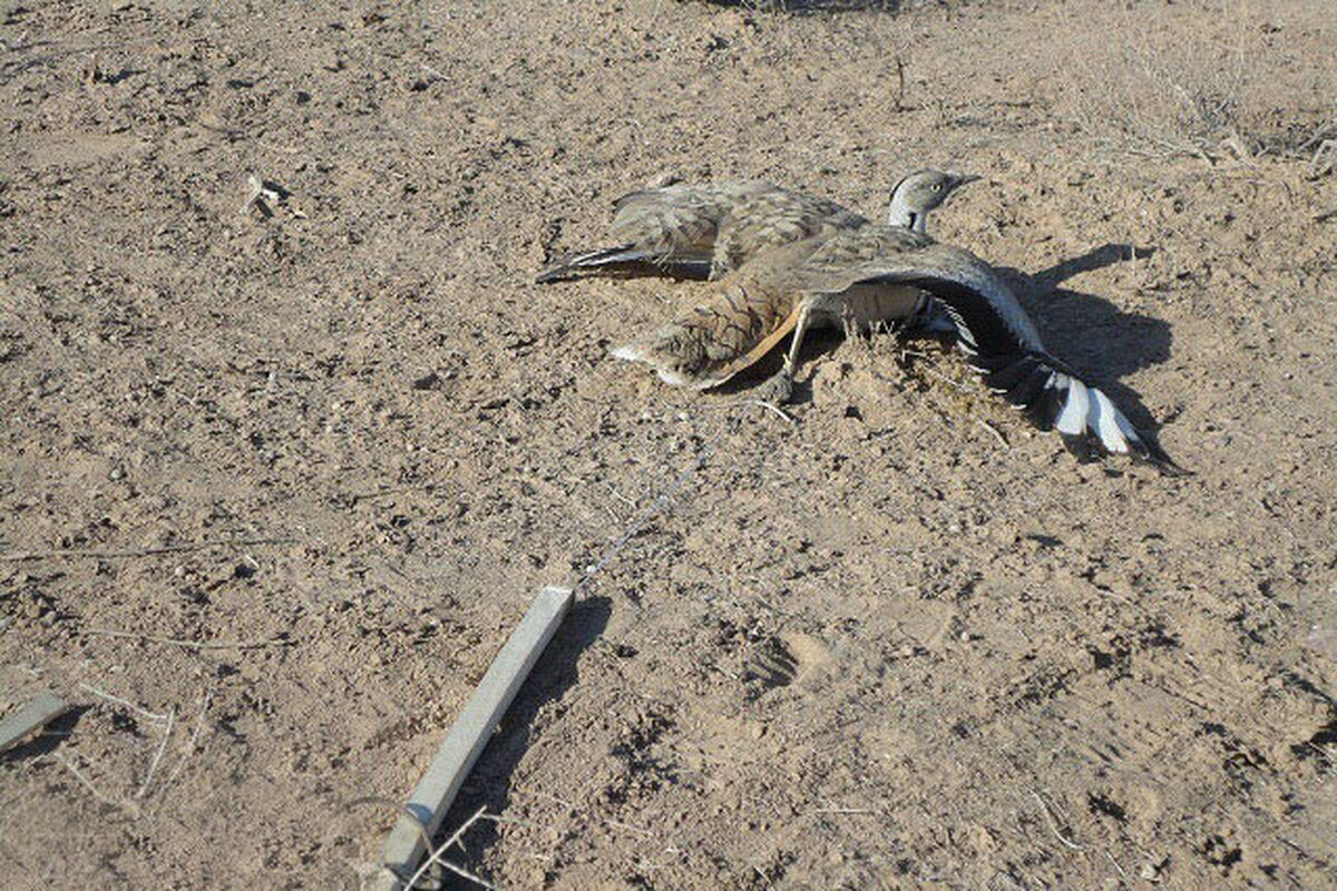 هوبره