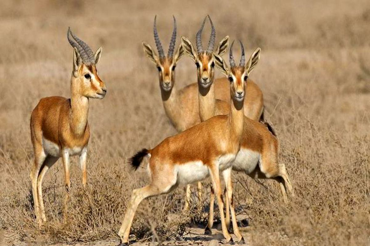 پویش نذر ضامن آهو