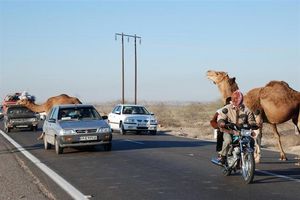 دستور فوری رئیس کل دادگستری هرمزگان برای ساماندهی شترهای سرگردان