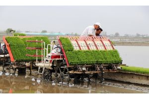کشت مکانیزه برنج در 63درصد شالیزار‌های مازندران