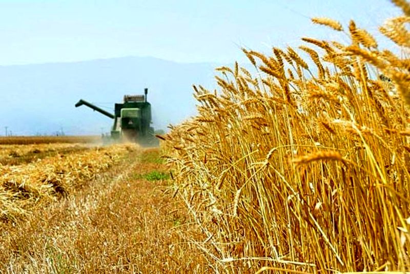 آغاز خرید تضمینی گندم از فردا/پیشبینی حدود 11 میلیون تنی برای امسال