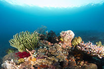 برگزاری نخستین همایش ملی تغییر اقلیم و اکوسیستم های آبی در هرمزگان