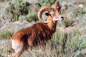 ممنوعیت ورود به منطقه حفاظت شده گنو