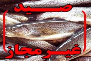 دستگیری دو صیاد متخلف در گلپایگان 