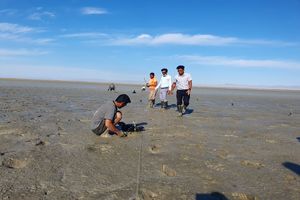 کاشت 30هزار اصله نهال حرا در سطح تالاب های میناب