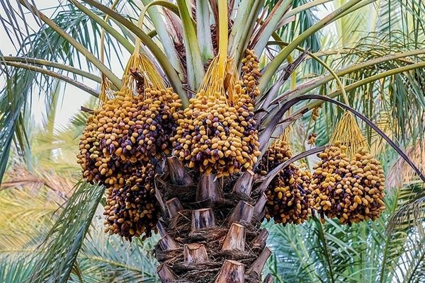 لغو ممنوعیت صادرات خرما