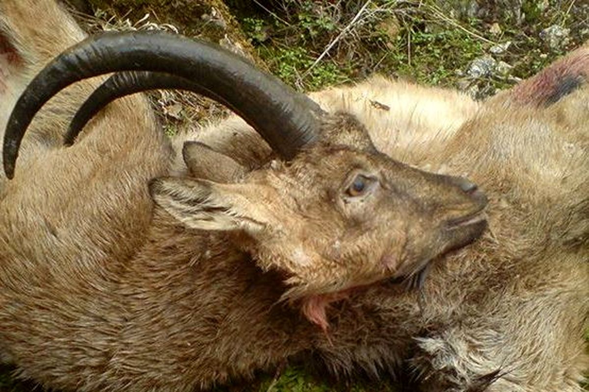 اصفهان - شکار کل وحشی