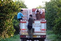 حمل و نقل غیر قانونی کارگران باغ با وانت خلاف است