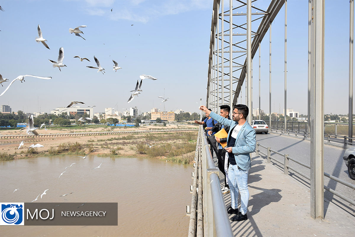 پرندگان مهاجر خوزستان