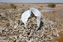 5 تن ماهی غیرقابل مصرف در سیریک معدوم شد