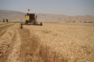 خرید ۸۰۰ هزار تن گندم از کشاورزان کردستان؛ پرداخت ۷۴ درصدی مطالبات
