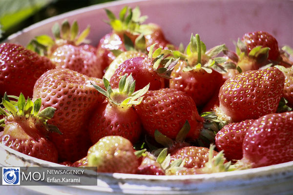 توت فرنگی تولیدی خوزستان با بازار رسید
