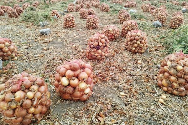 پیاز هم به بازار خرید تضمینی رفت