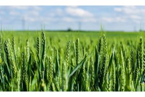 400 هکتار مزارع گندم قائم شهر سبز شد