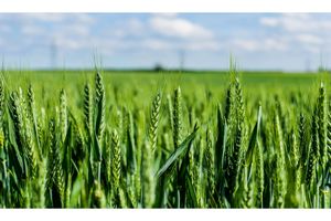 جوانه زدن نخستین خوشه های گندم در میاندورود