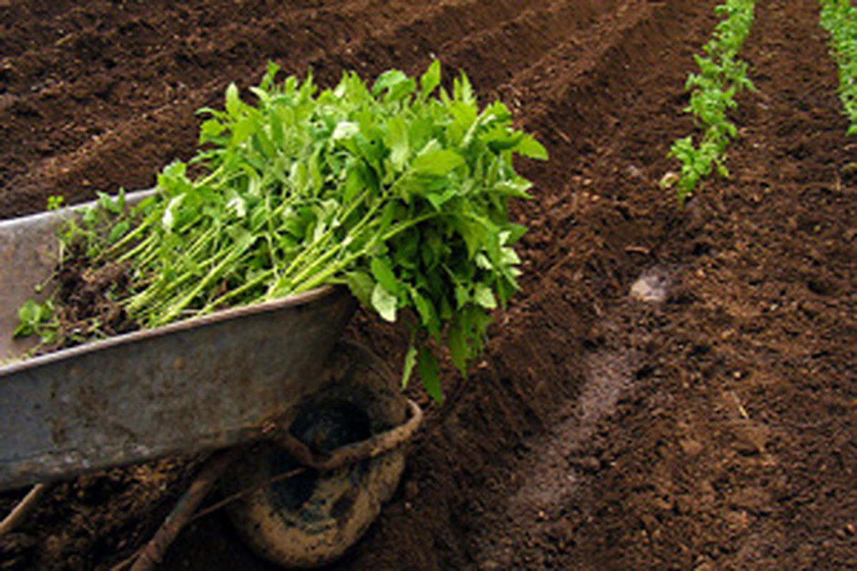 کاشت نشاء گوجه فرنگی خارج از فصل در سیریک