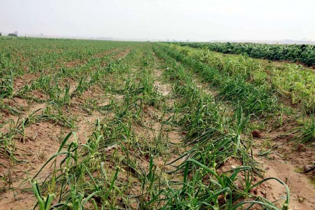 خسارت کشاورزی 