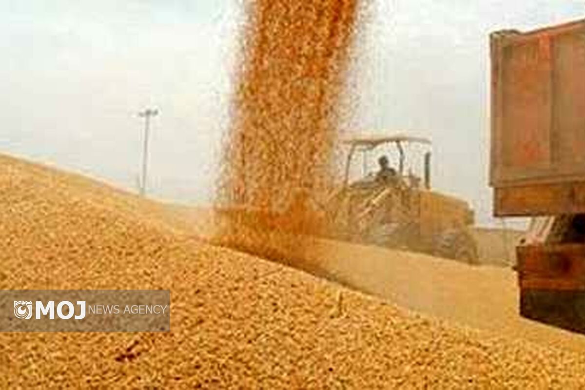 خریدتضمینی گندم