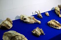 فسیل‌های ‌کمیاب‌ به دانشکده علوم زمین دانشگاه شهید چمران اهواز رسید