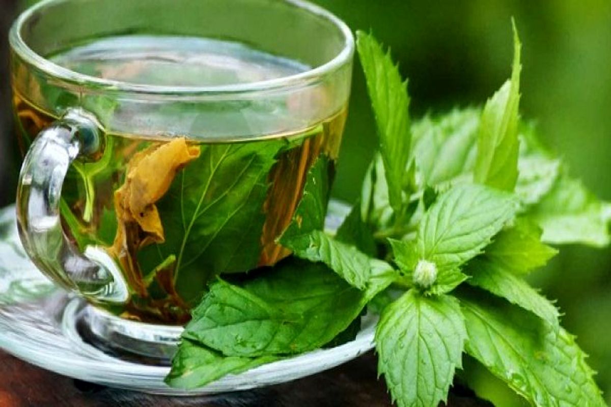 دمنوش گزنه