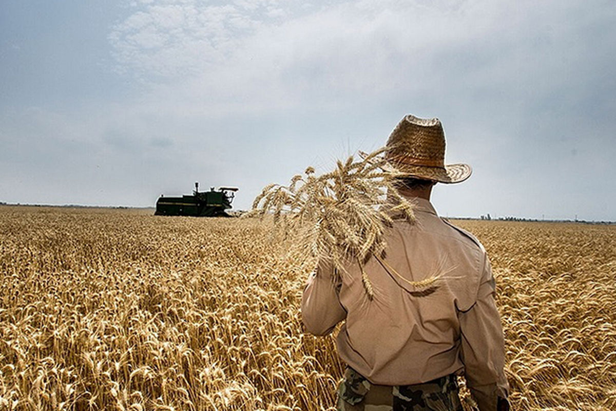 برداشت گندم