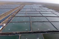 کلنگ زنی مجتمع پرورش میگو دو هزار هکتاری در میناب