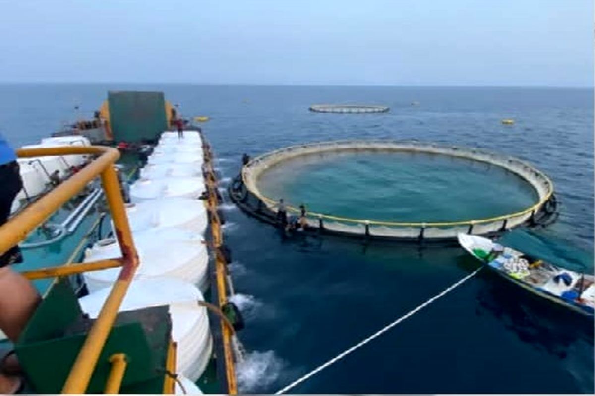 ذخیره سازی بچه میگو