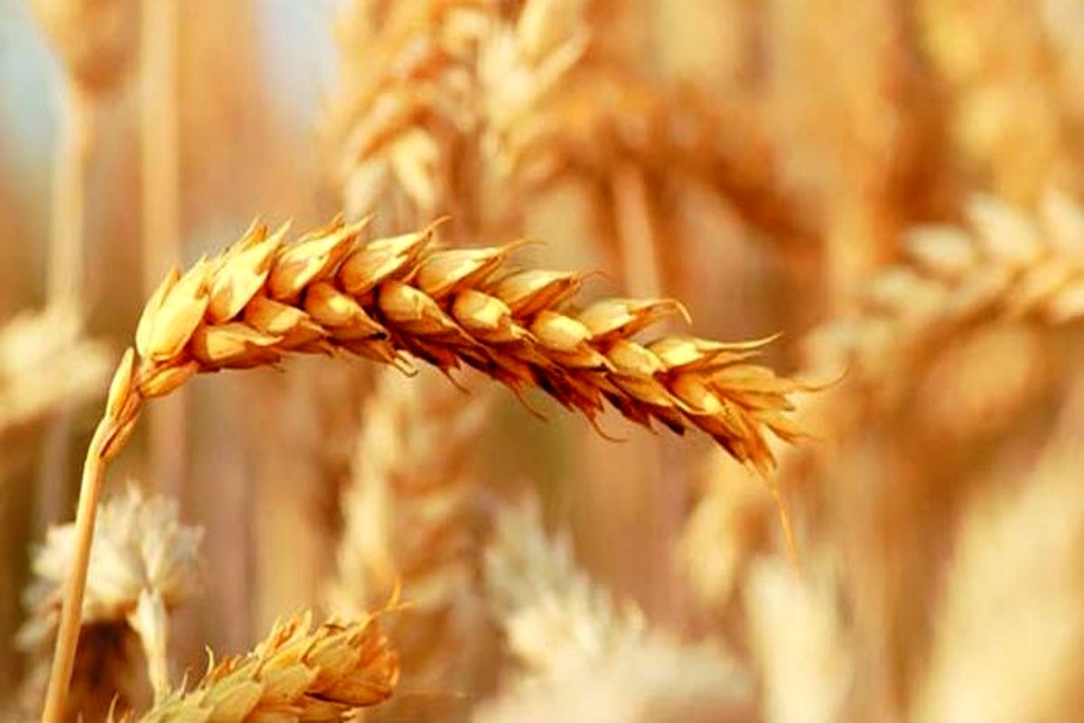نماینده، ولی فقیه در گیلان مبلغ زکات فطره