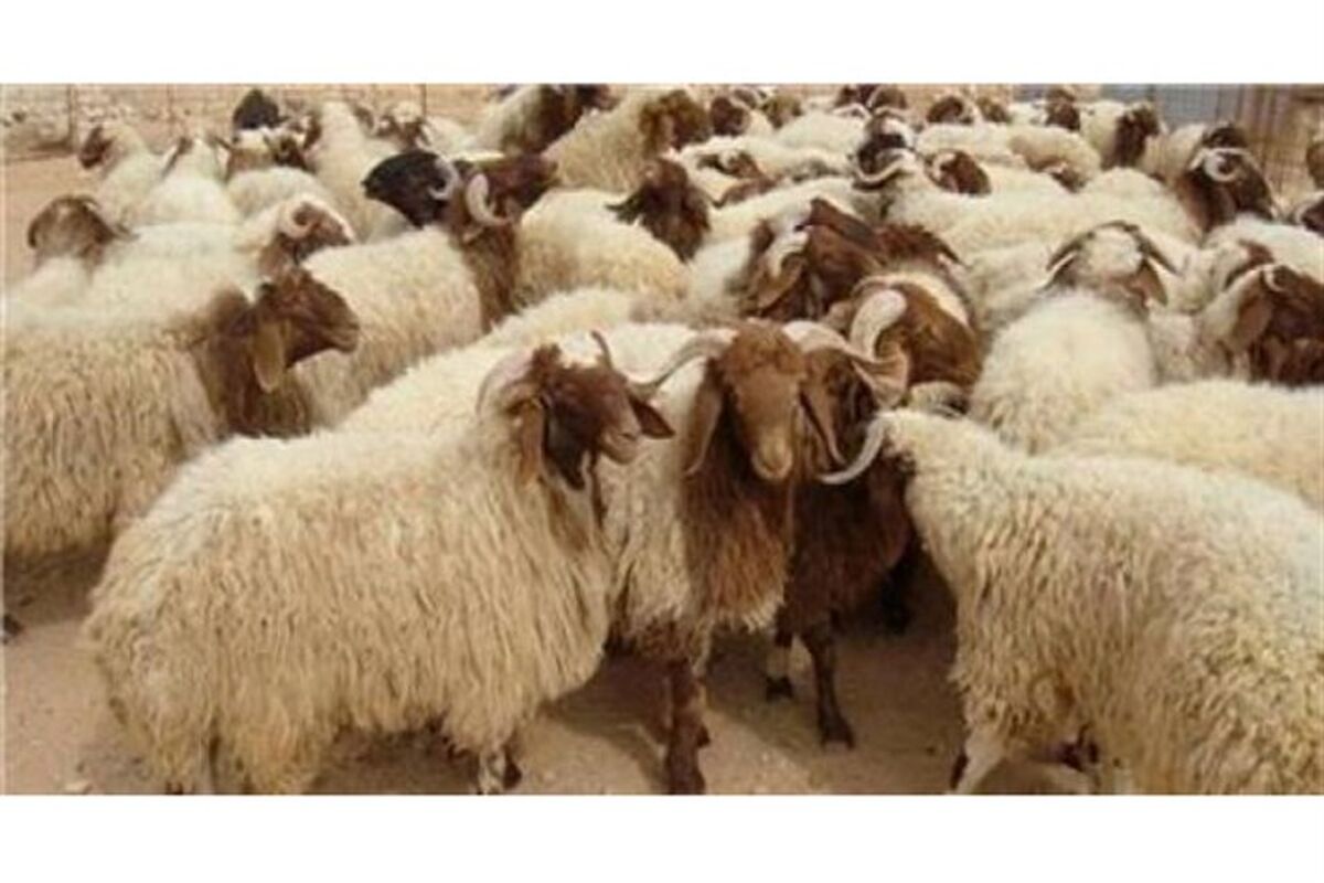 گوسفند