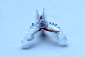 ربات سایبورگ با عضله حلزون دریایی ساخته شد