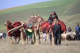 عشایر  ۱۵ درصد گوشت مورد نیاز استان را تأمین می‌کنند 