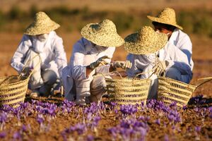 خسارت ۶۰۰ میلیارد ریالی خشکسالی و گرما به زعفرانکاران جغتای